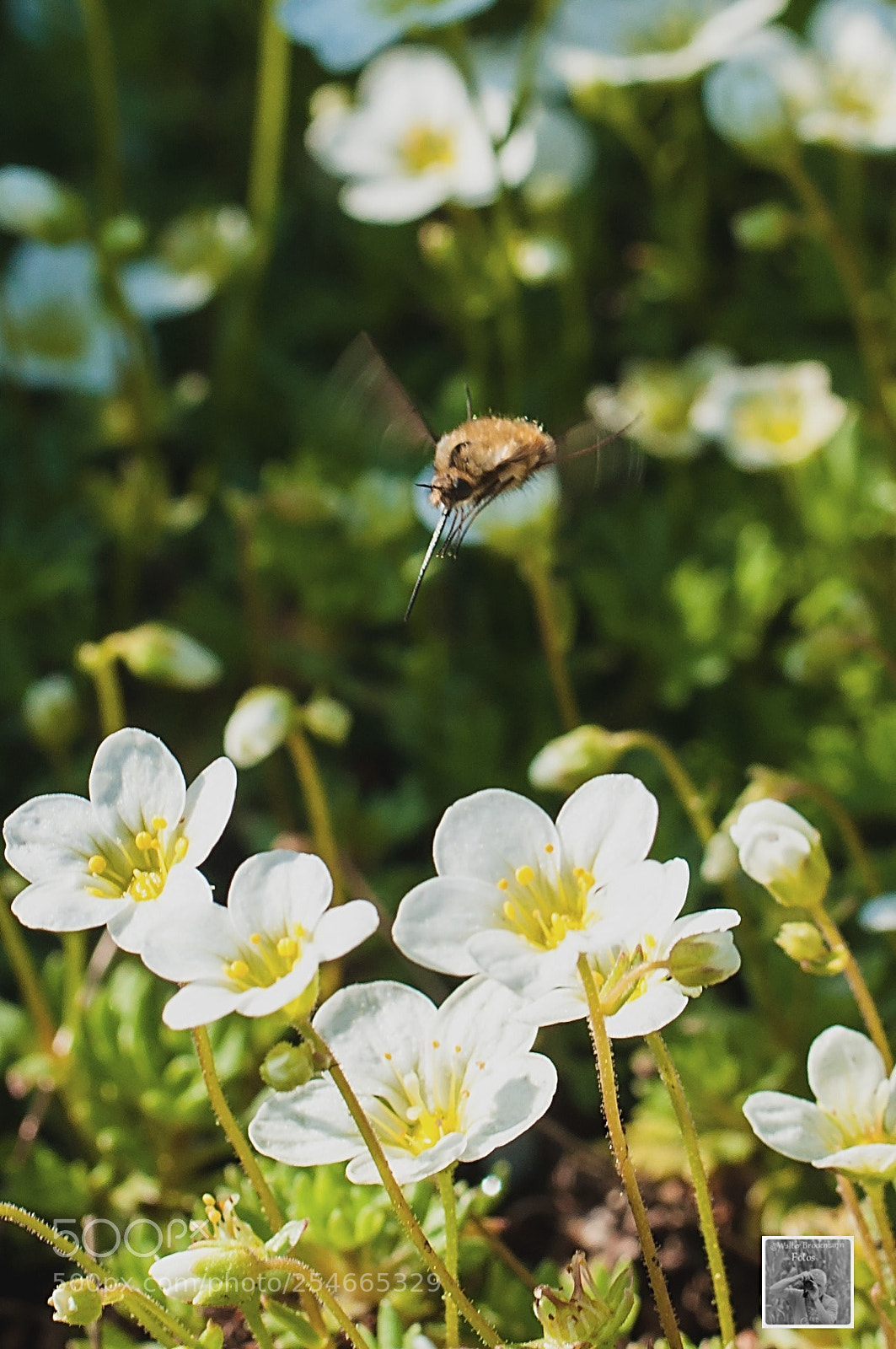 Nikon D5000 sample photo. K fer insekten bucks photography
