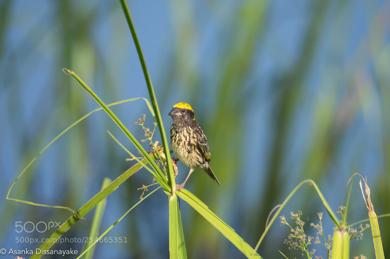 Nikon D7200 sample photo. Streaked weaver photography
