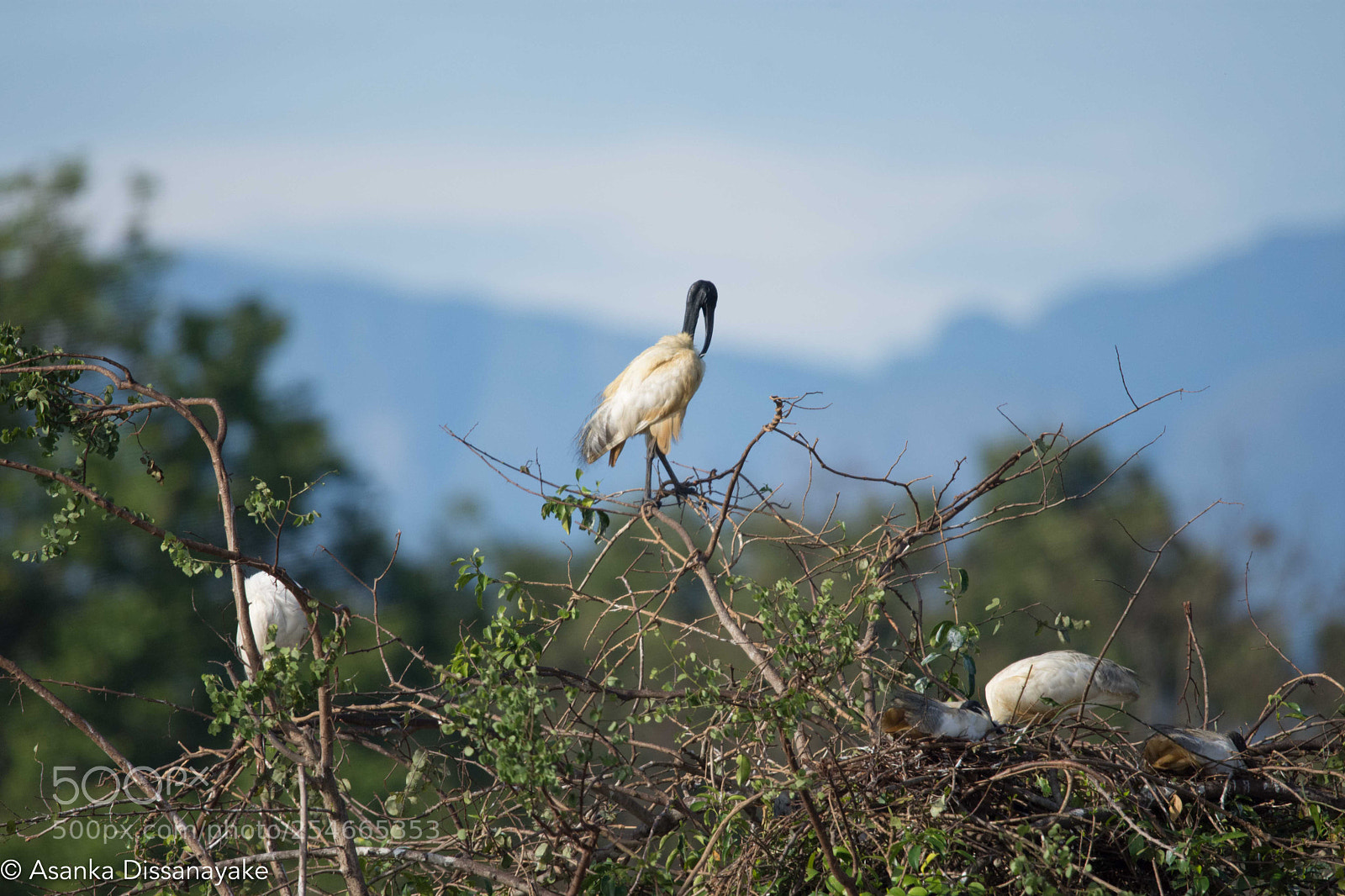 Nikon D7200 sample photo. Black-headed ibis photography