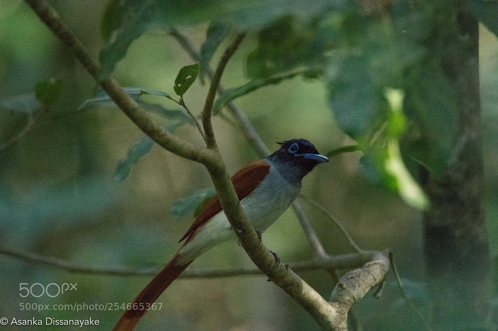 Nikon D7200 sample photo. Asian paradise fly catcher photography