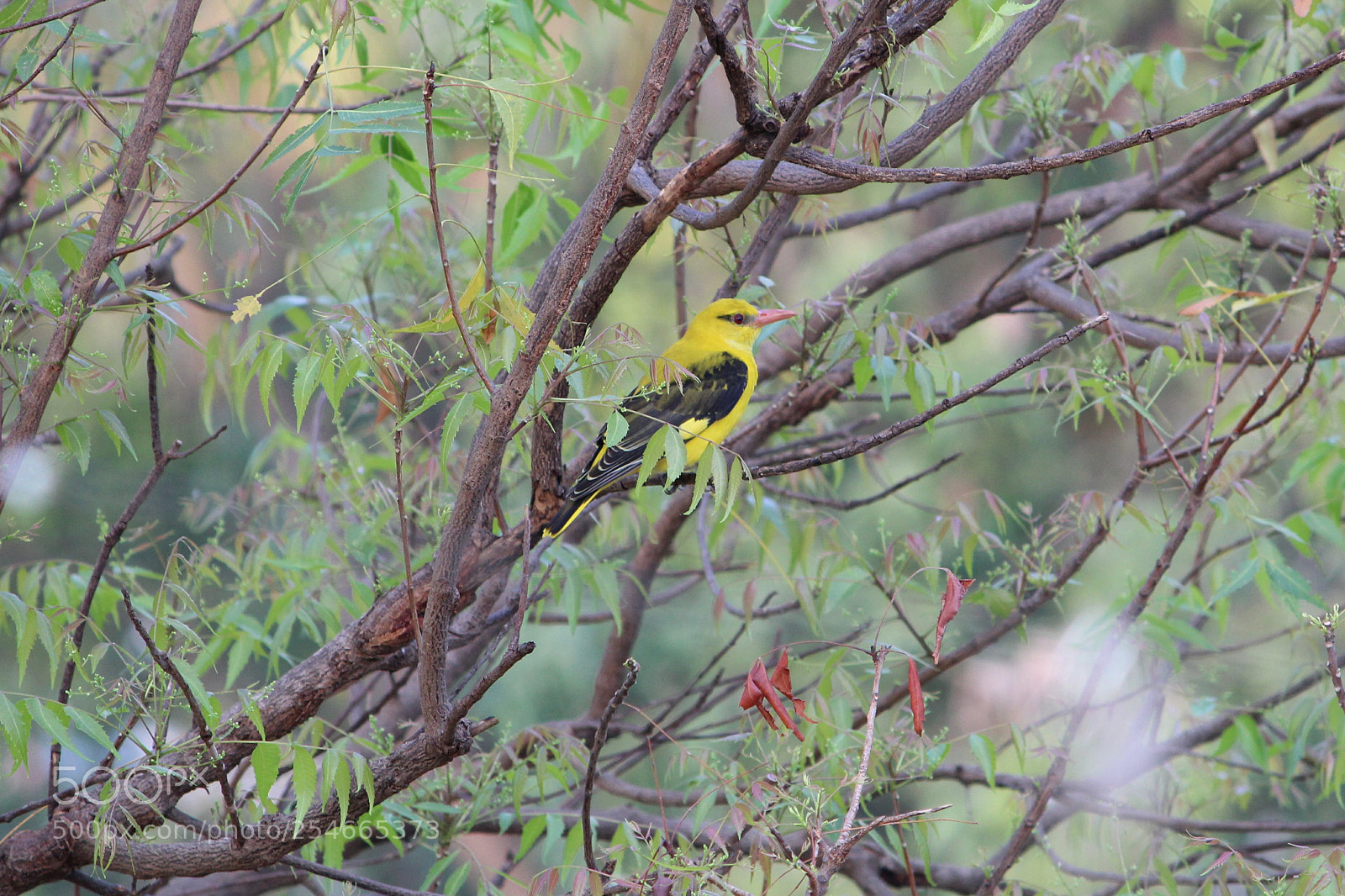 Canon EOS 1300D (EOS Rebel T6 / EOS Kiss X80) sample photo. Golden bush robin photography