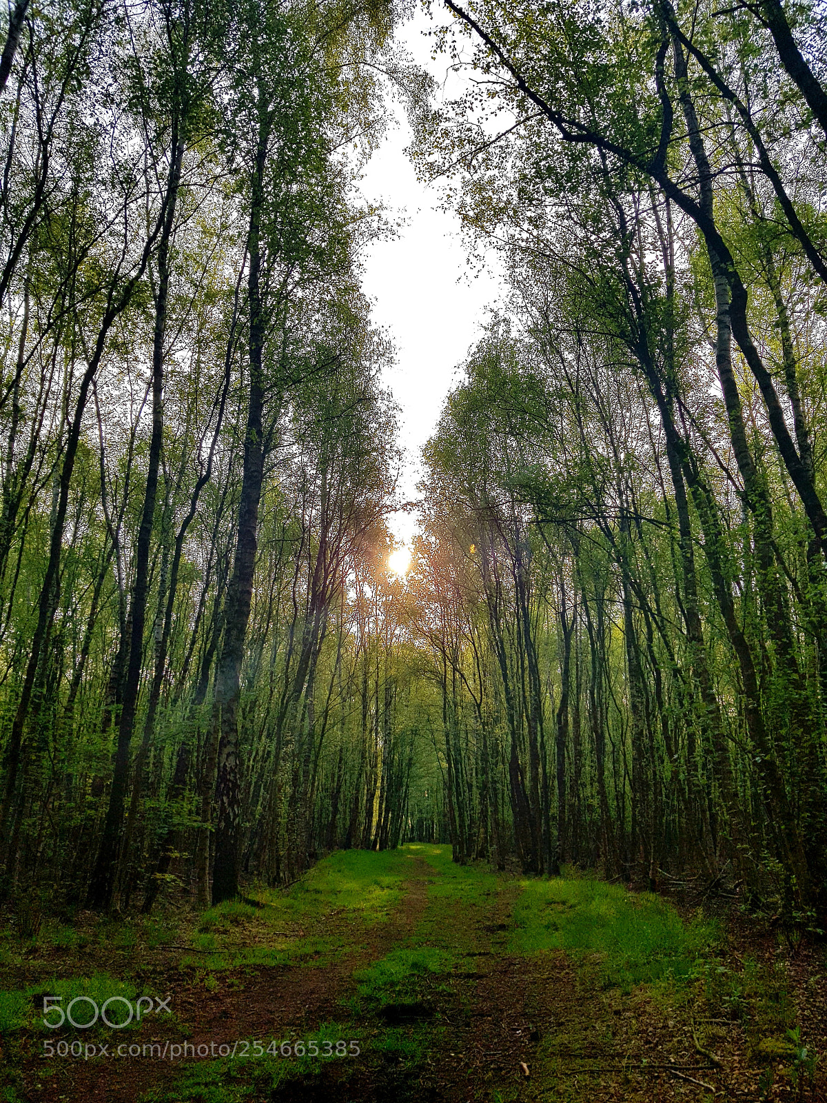 Samsung Galaxy S8 sample photo. Forrest trail photography