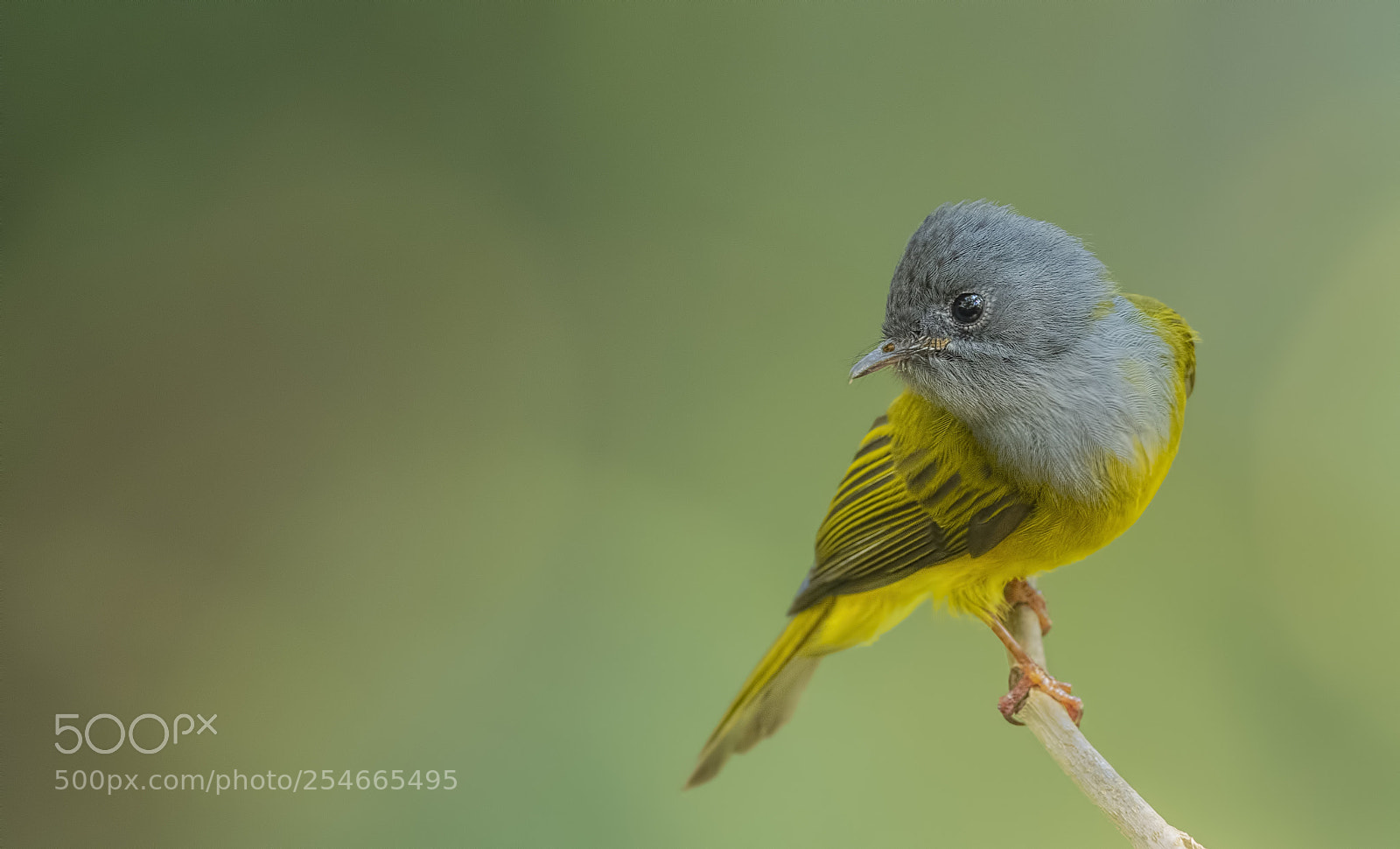 Nikon D850 sample photo. Grey headed canary flycatcher photography