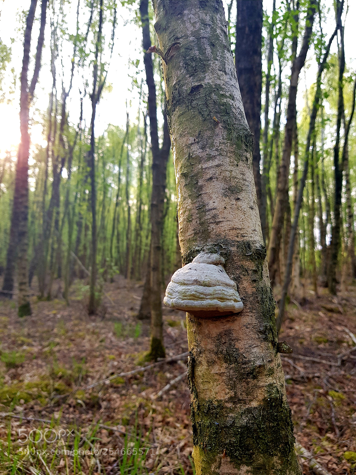 Samsung Galaxy S8 sample photo. Spring tree mushroom photography