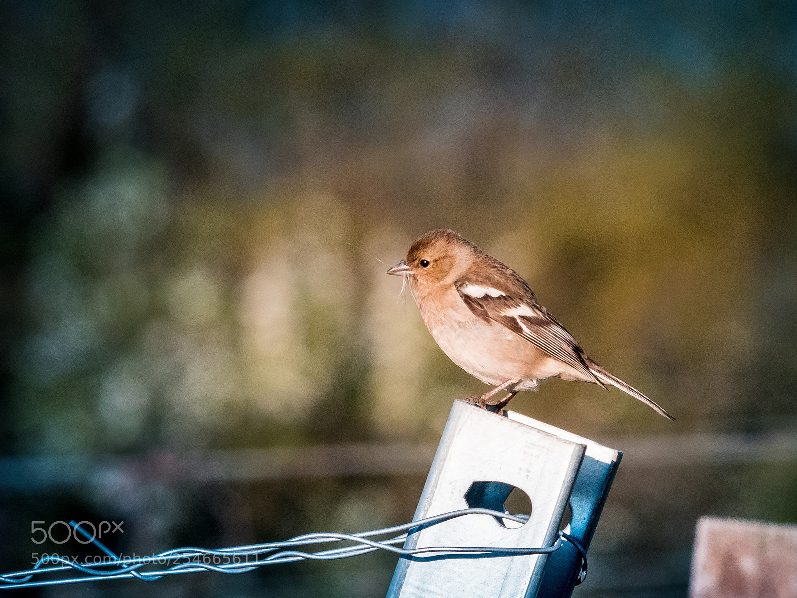 Canon EOS 80D sample photo. Nest building photography