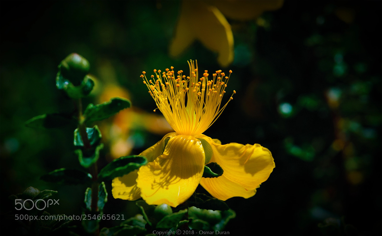 Nikon D200 sample photo. Golden photography