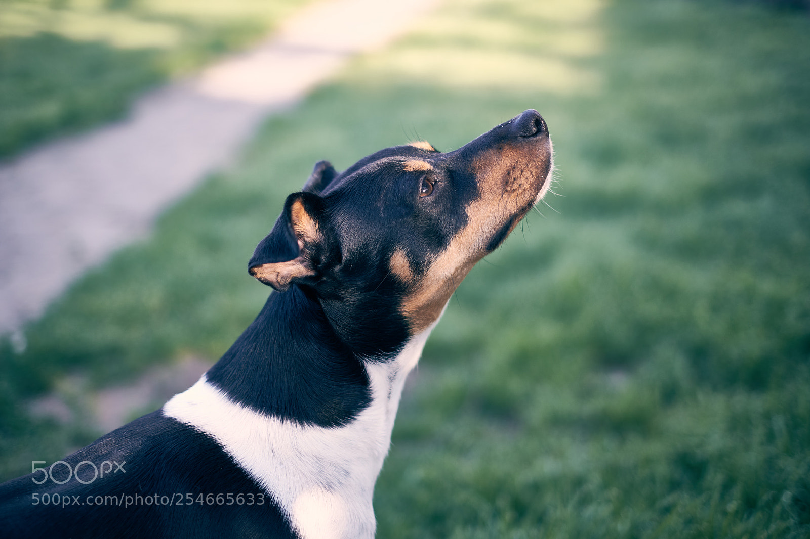 Fujifilm X-H1 sample photo. Unix the ratonero photography