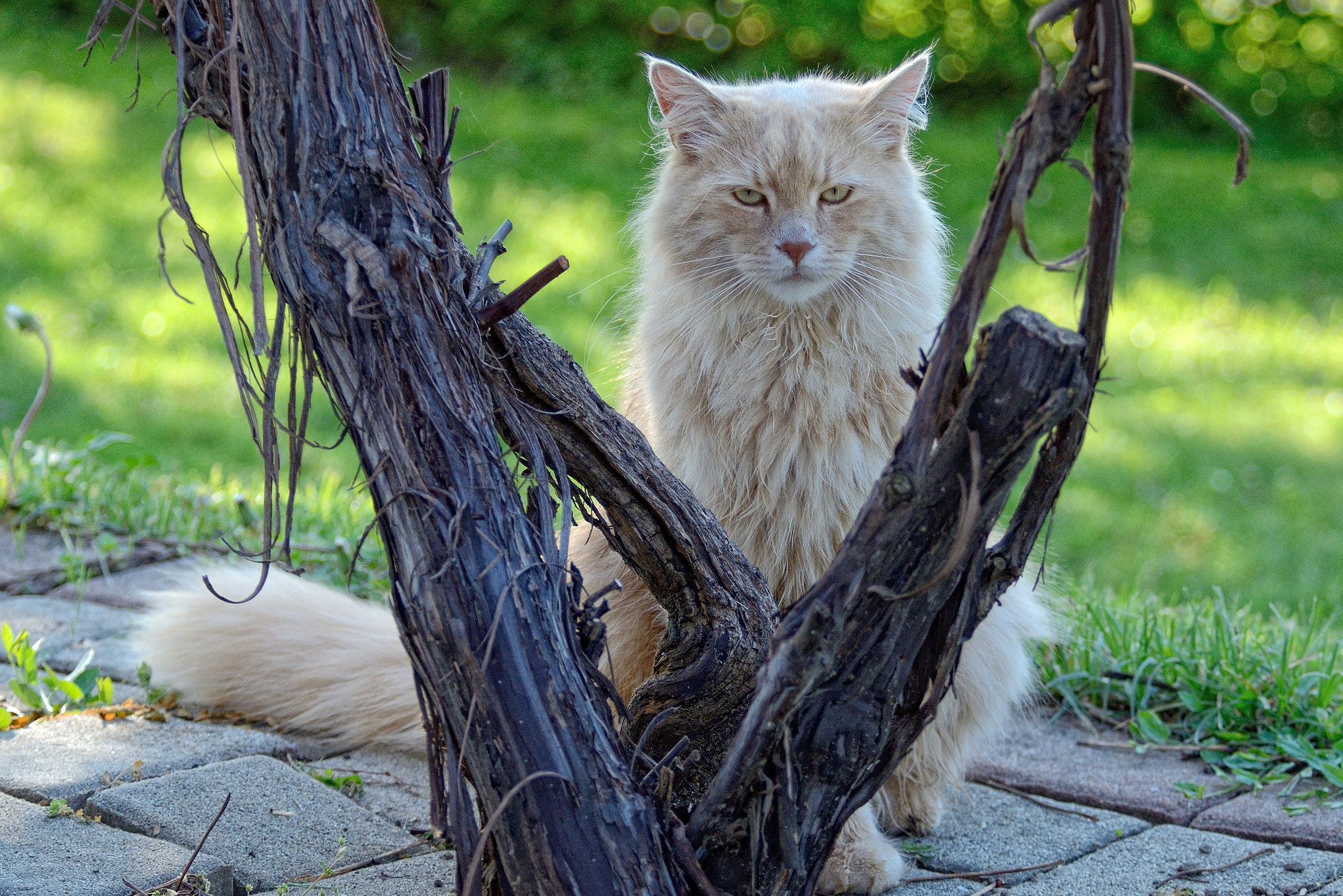 Nikon D7000 sample photo. Its springtime photography