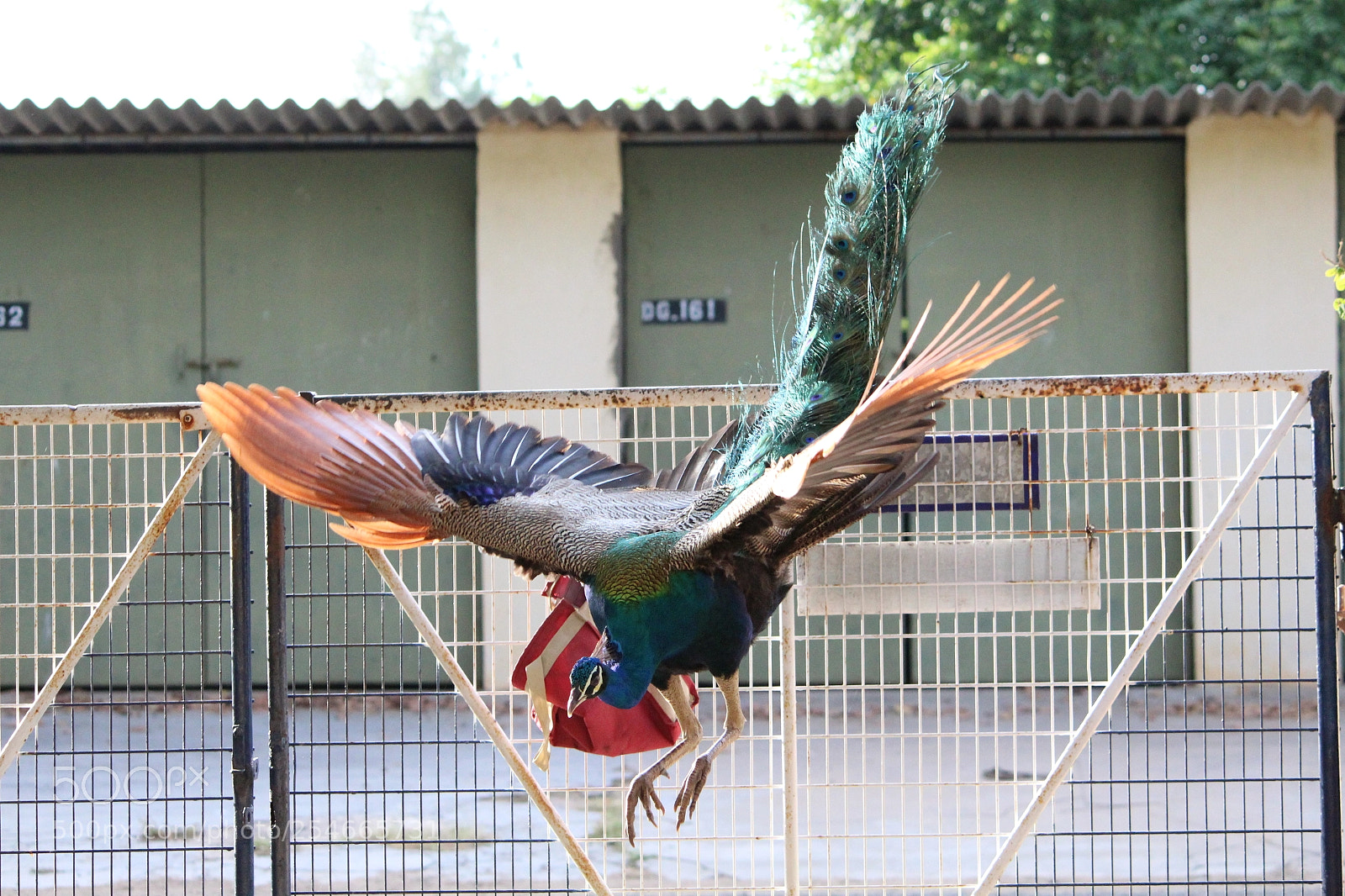 Canon EF-S 55-250mm F4-5.6 IS II sample photo. Grand entry photography