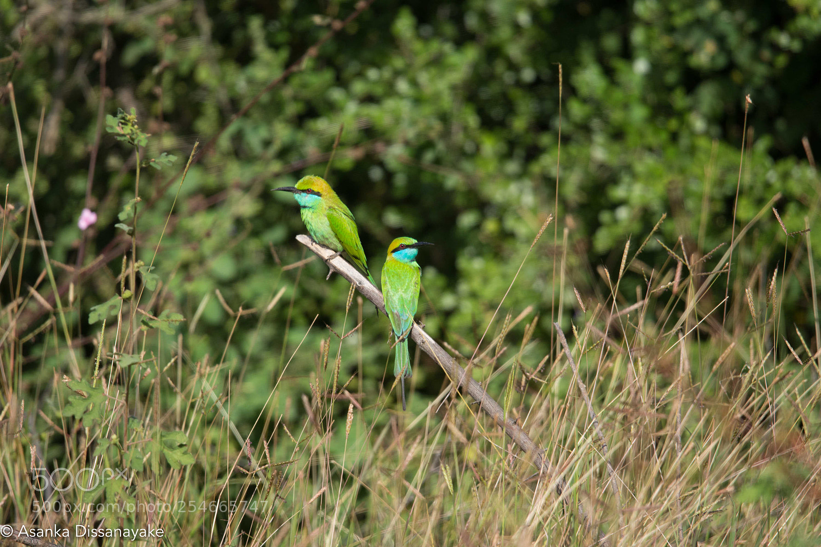 Nikon D7200 sample photo. Green bee eater photography