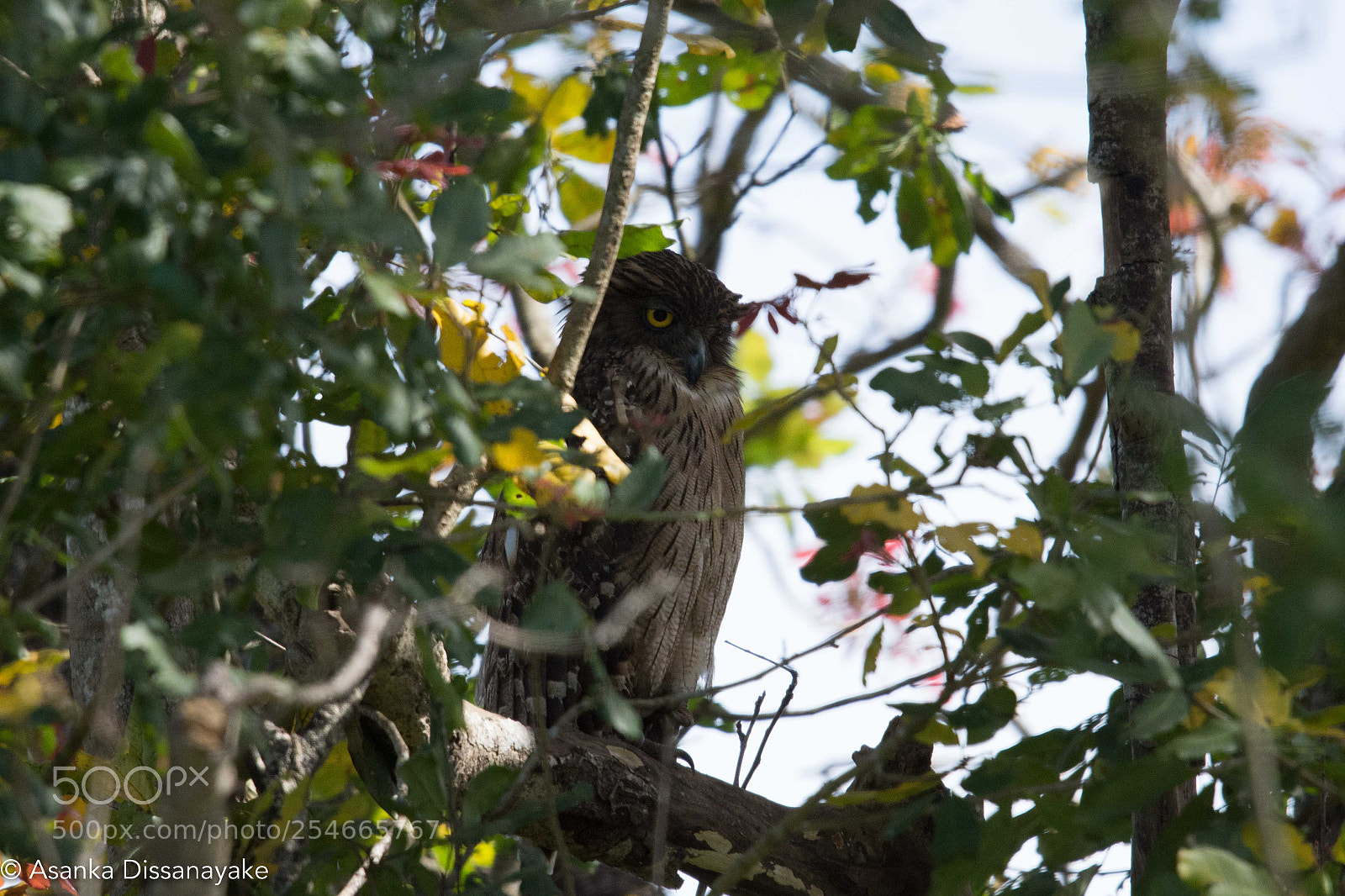 Nikon D7200 sample photo. Brown fish owl photography