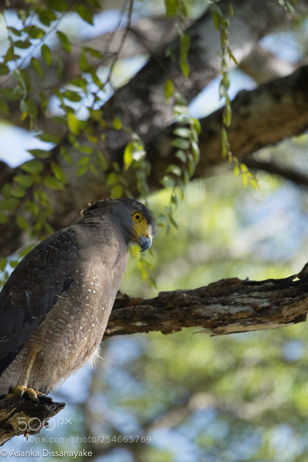 Nikon D7200 sample photo. Crested serpent eagle photography