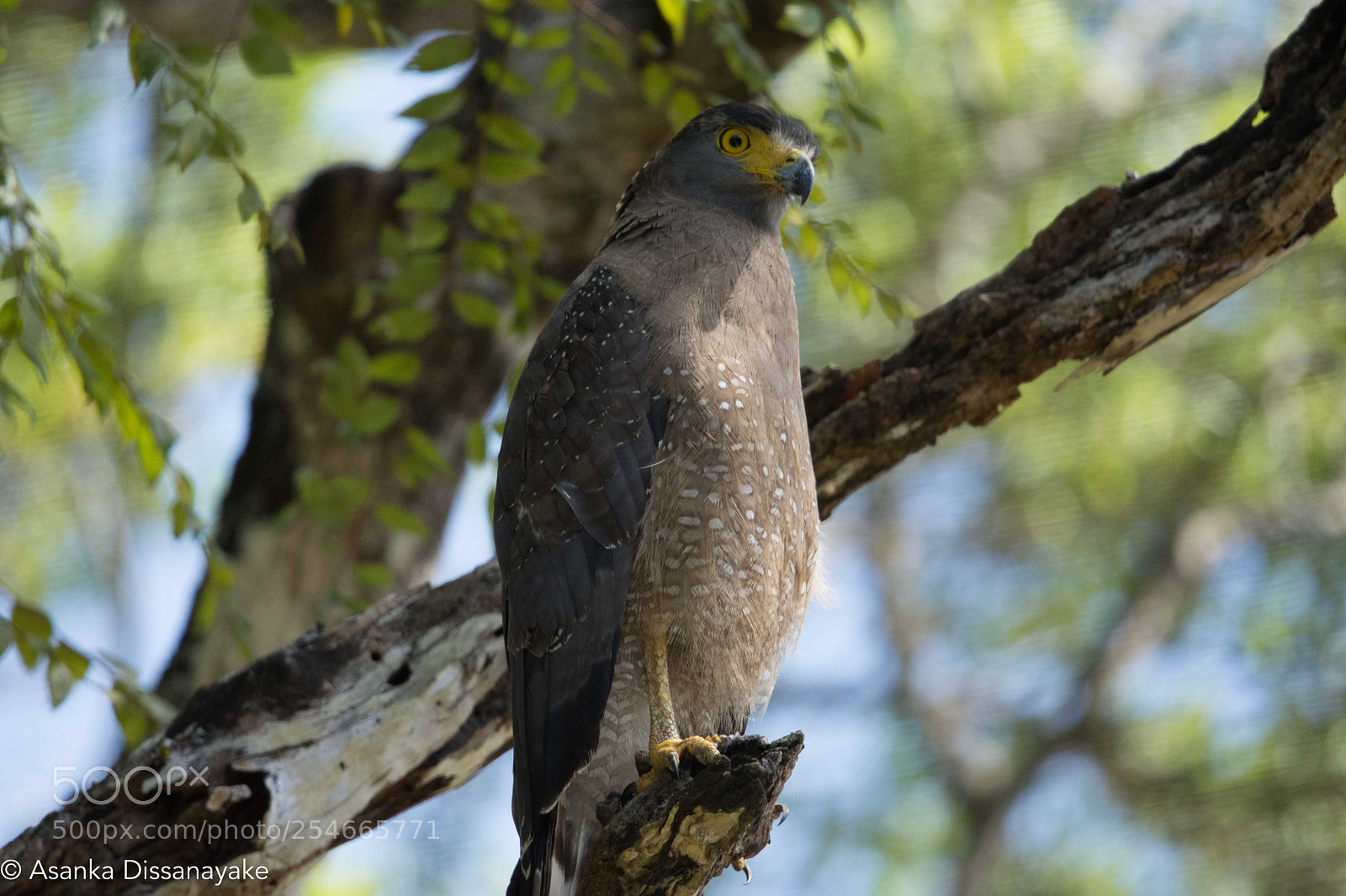 Nikon D7200 sample photo. Crested serpent eagle photography