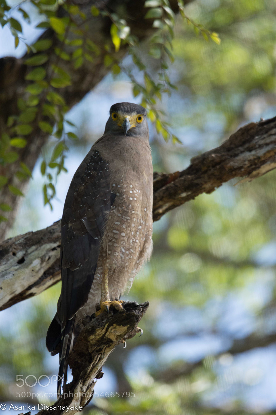 Nikon D7200 sample photo. Crested serpent eagle photography