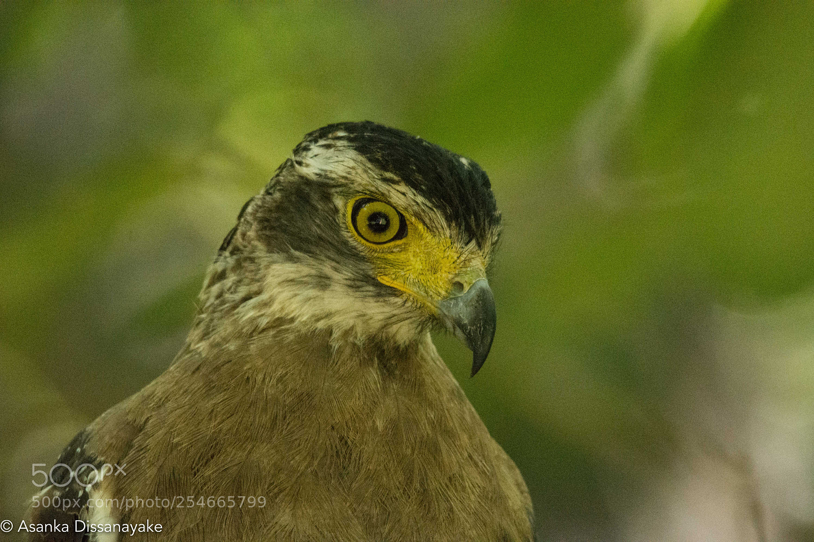 Nikon D7200 sample photo. Crested serpent eagle photography