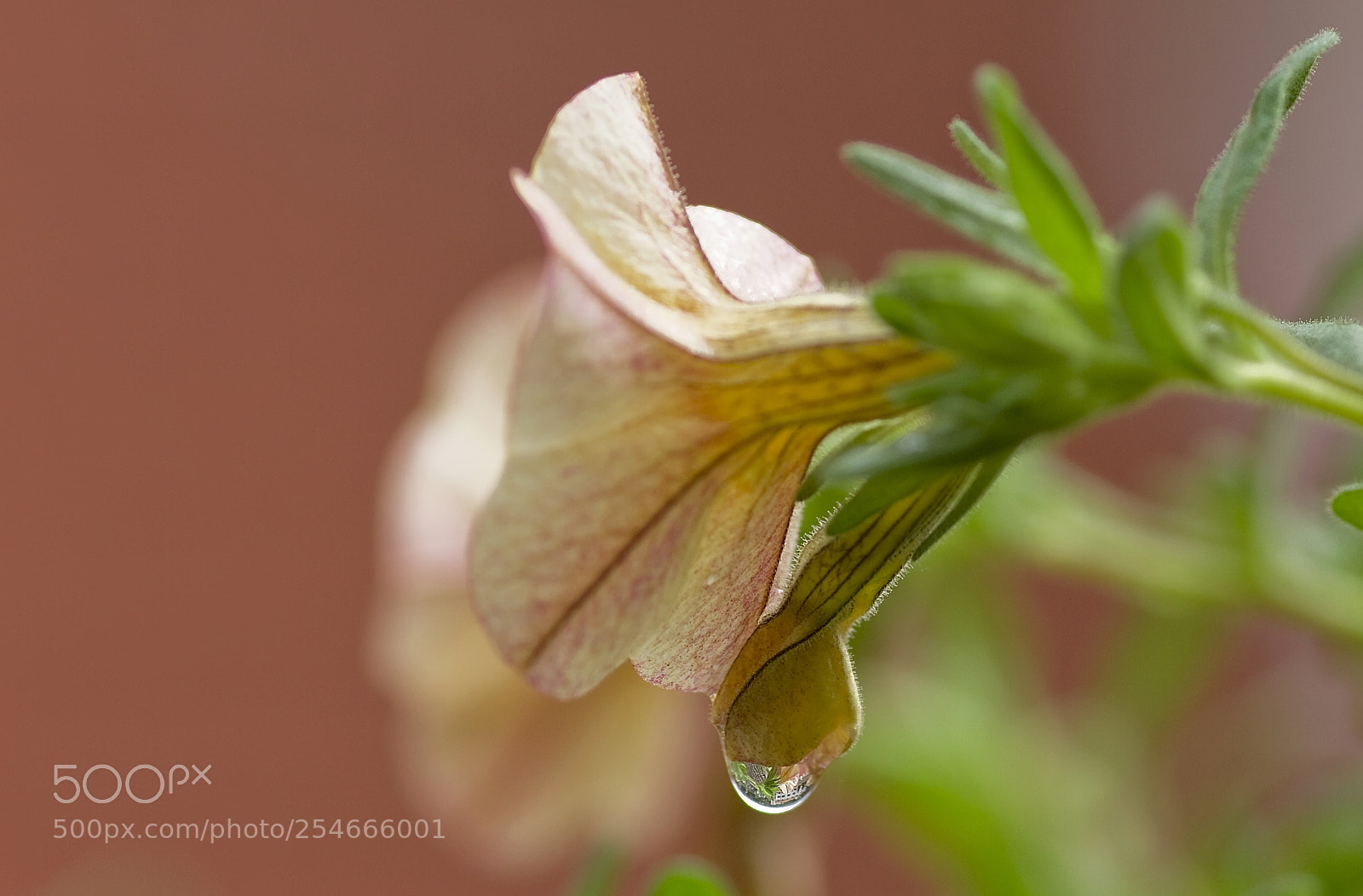 Canon EOS 7D sample photo. Calibrachoa photography