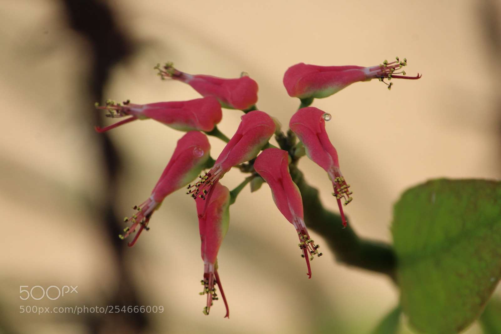 Canon EF-S 55-250mm F4-5.6 IS II sample photo. Dew photography