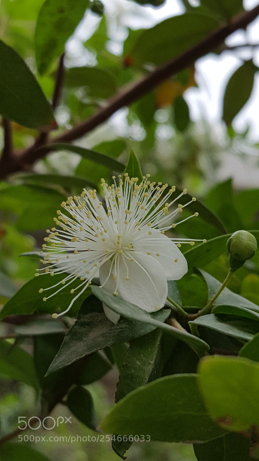 Samsung GALAXY S6 edge sample photo. Wallace flower photography