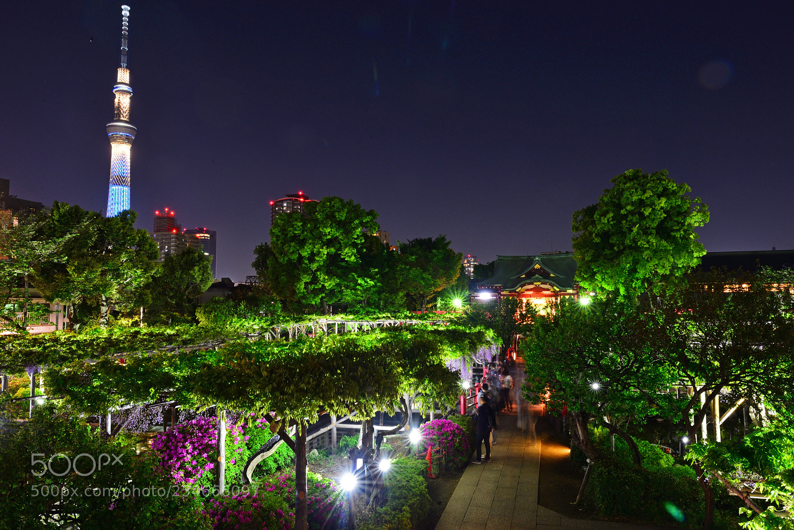 Nikon D610 sample photo. A photography