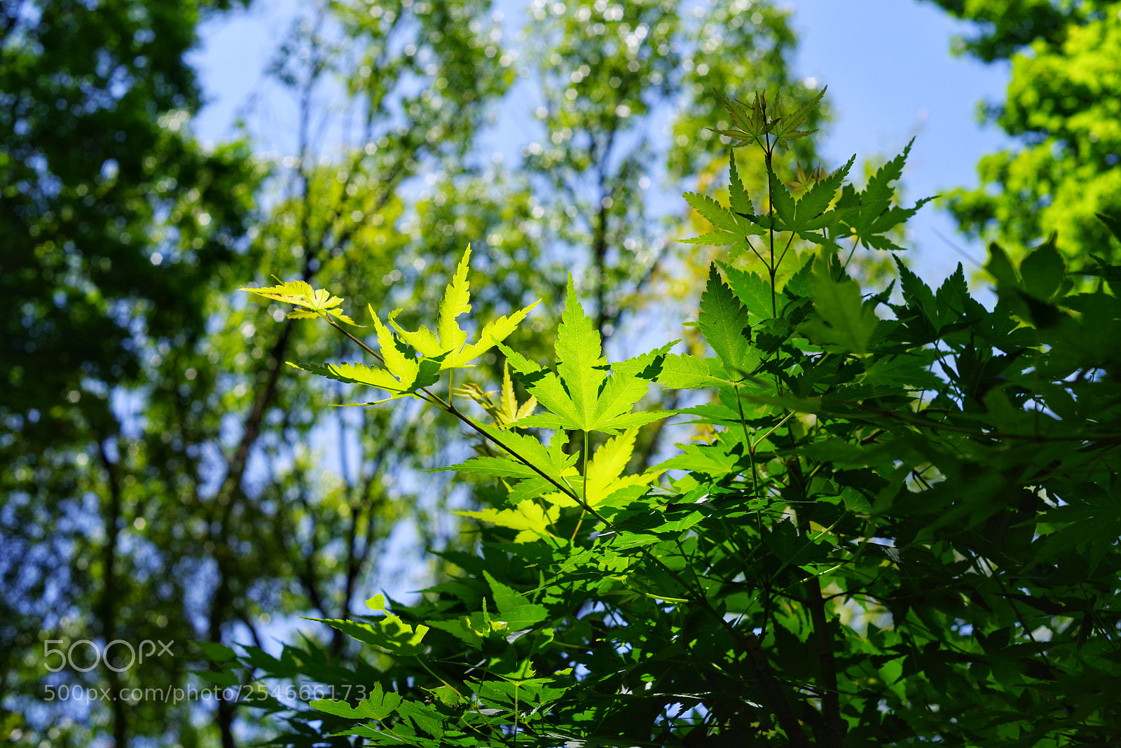Pentax K-1 sample photo. Untitled photography