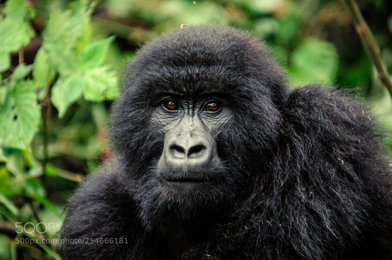 Nikon D2X sample photo. Eyes of the gorilla photography