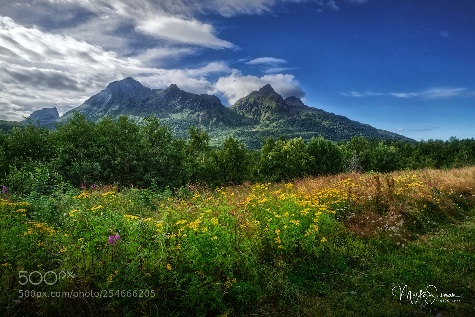 Sony a7R II sample photo. Flowered lofoten photography