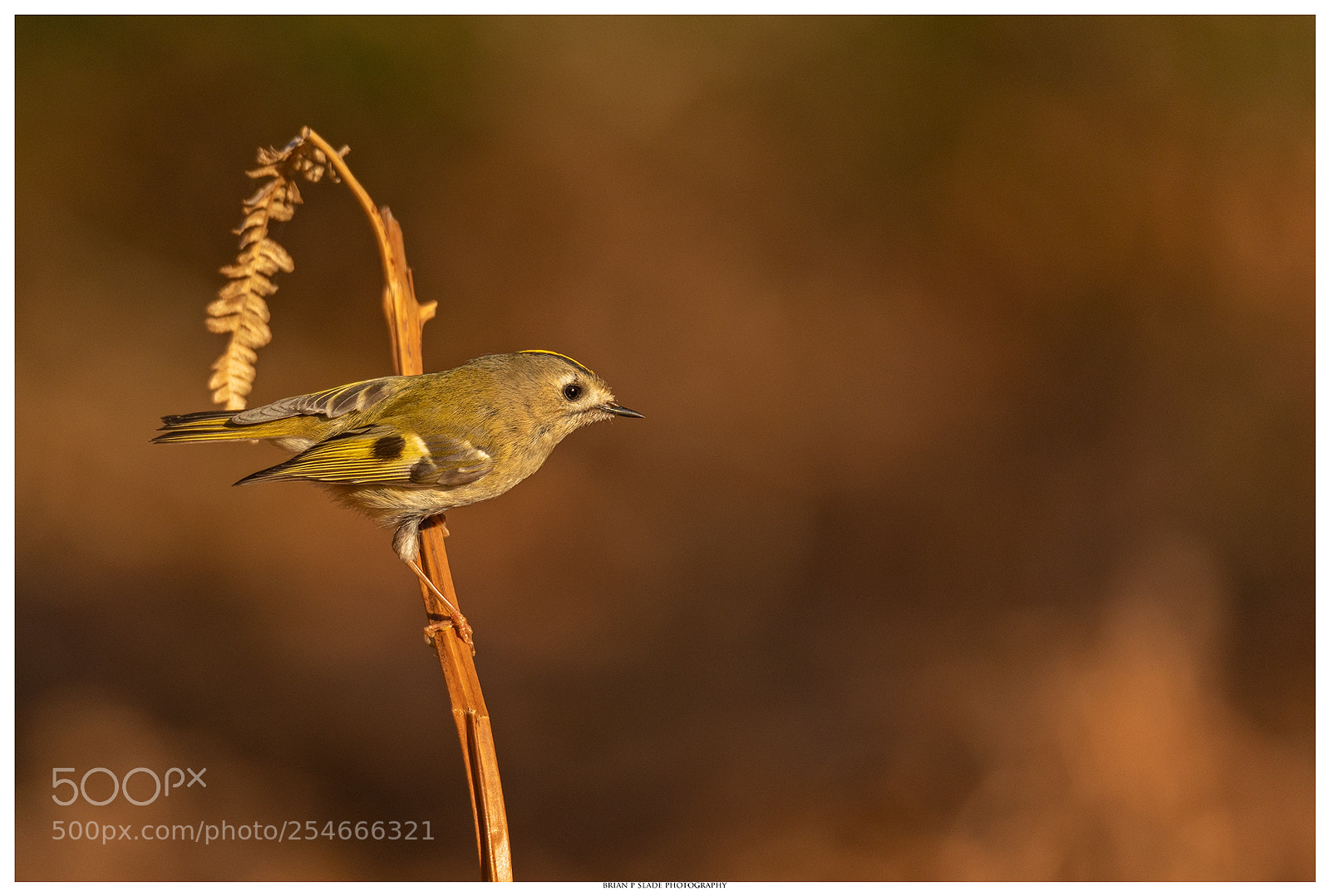 Canon EOS 5D Mark IV sample photo. Goldcrest in the evening photography
