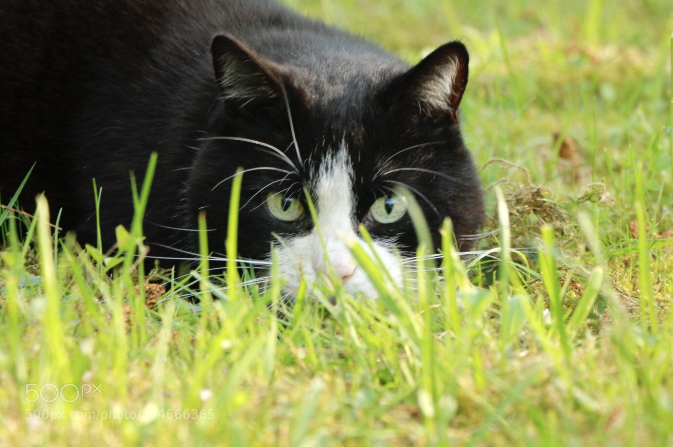 Canon EOS 70D sample photo. Untitled photography