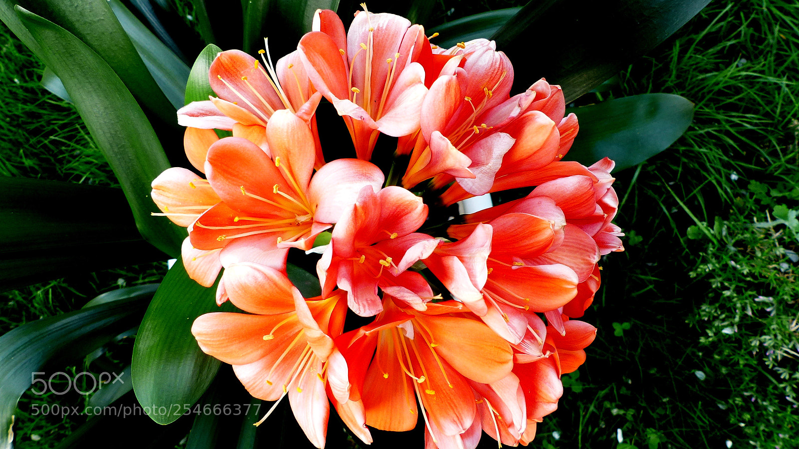 Panasonic Lumix DMC-FZ200 sample photo. Beautiful flowers. photography