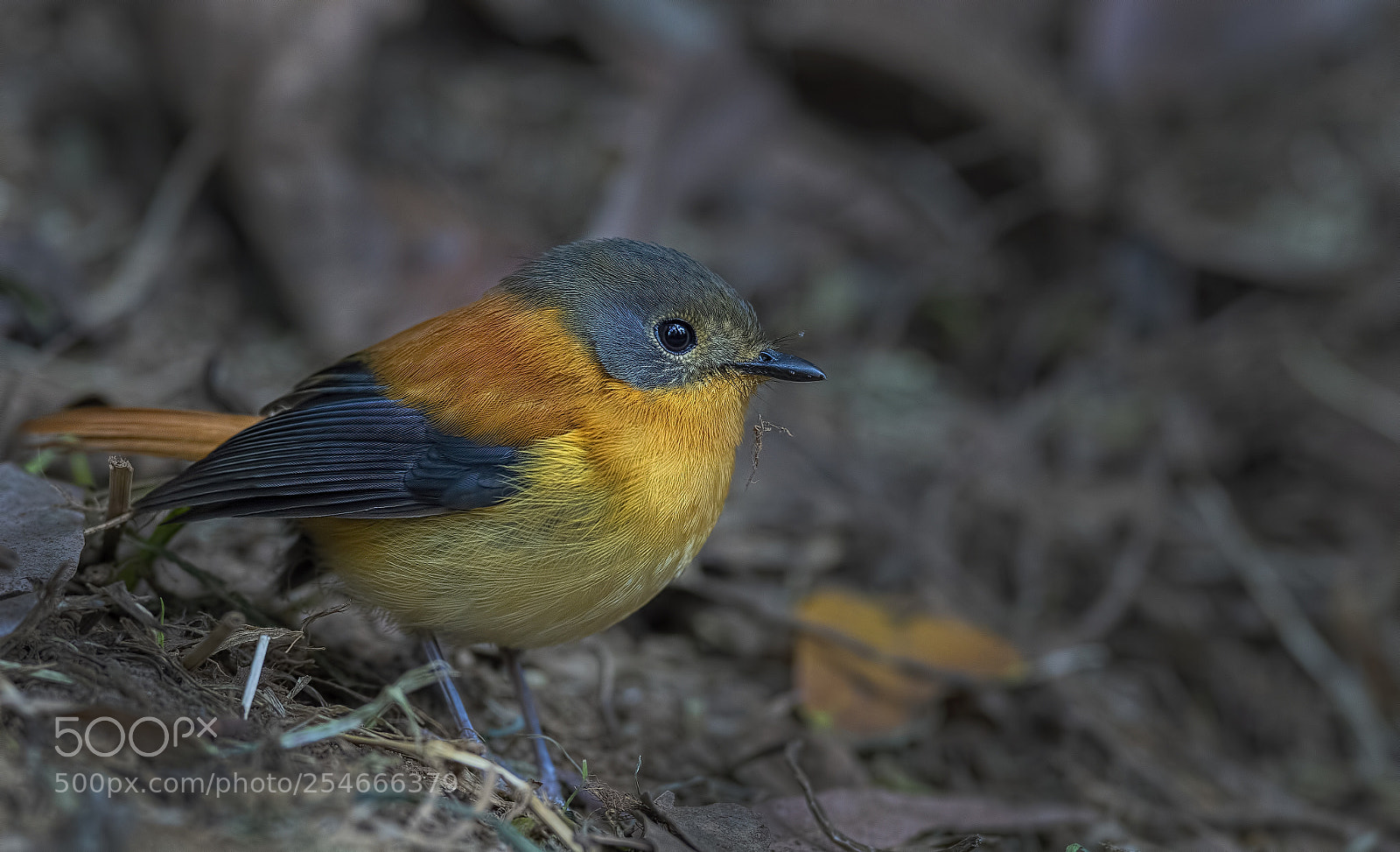 Nikon D850 sample photo. Black and orange flycatcher photography