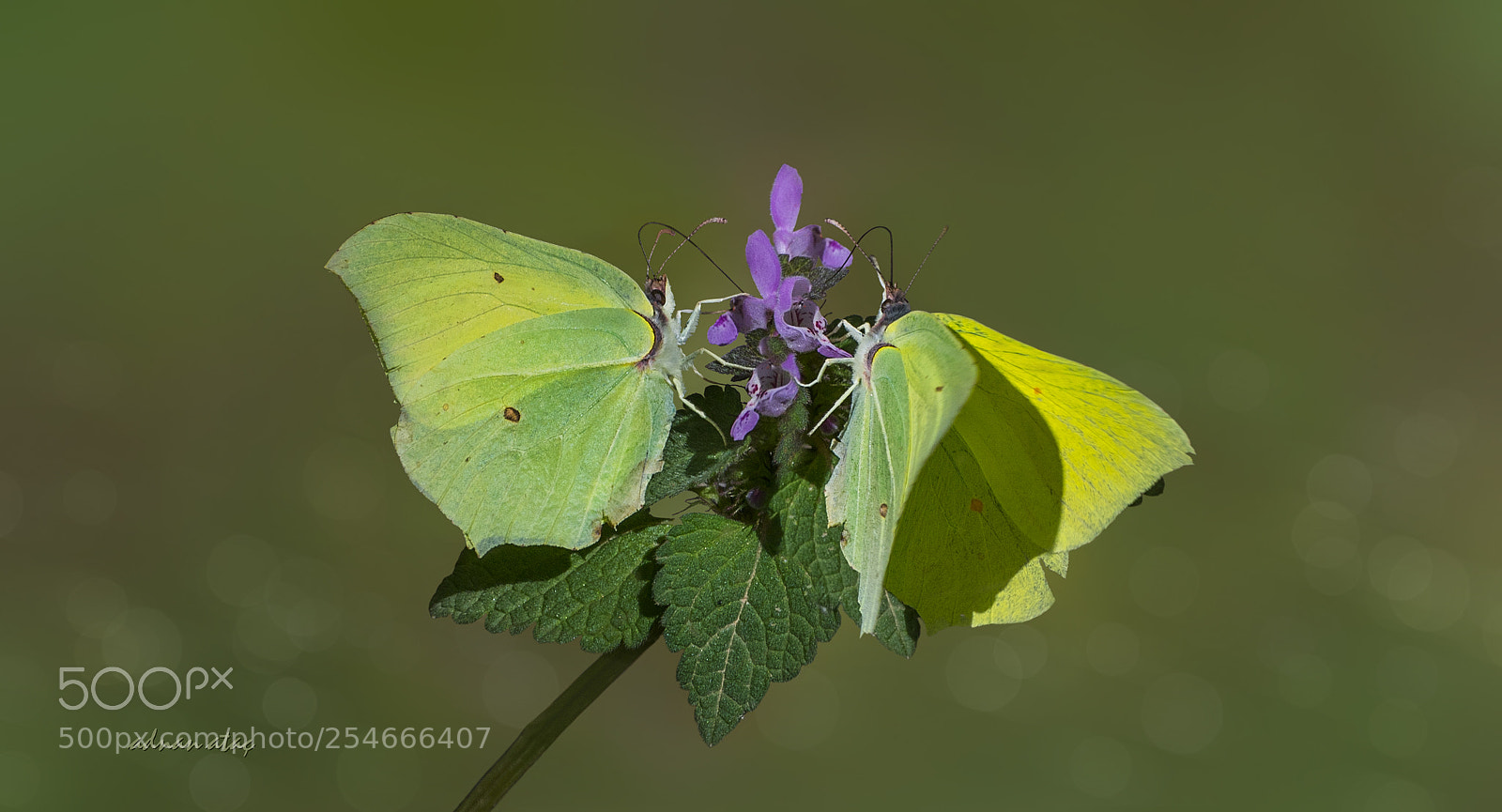 Nikon D5 sample photo. Orakkanat - gonepteryx rhamni photography