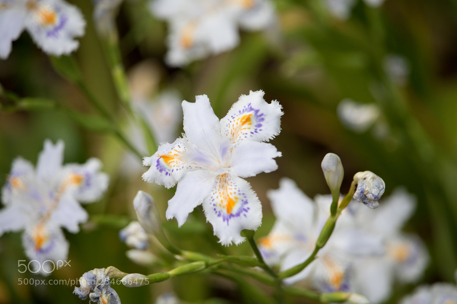 Canon EOS 750D (EOS Rebel T6i / EOS Kiss X8i) sample photo. ? photography