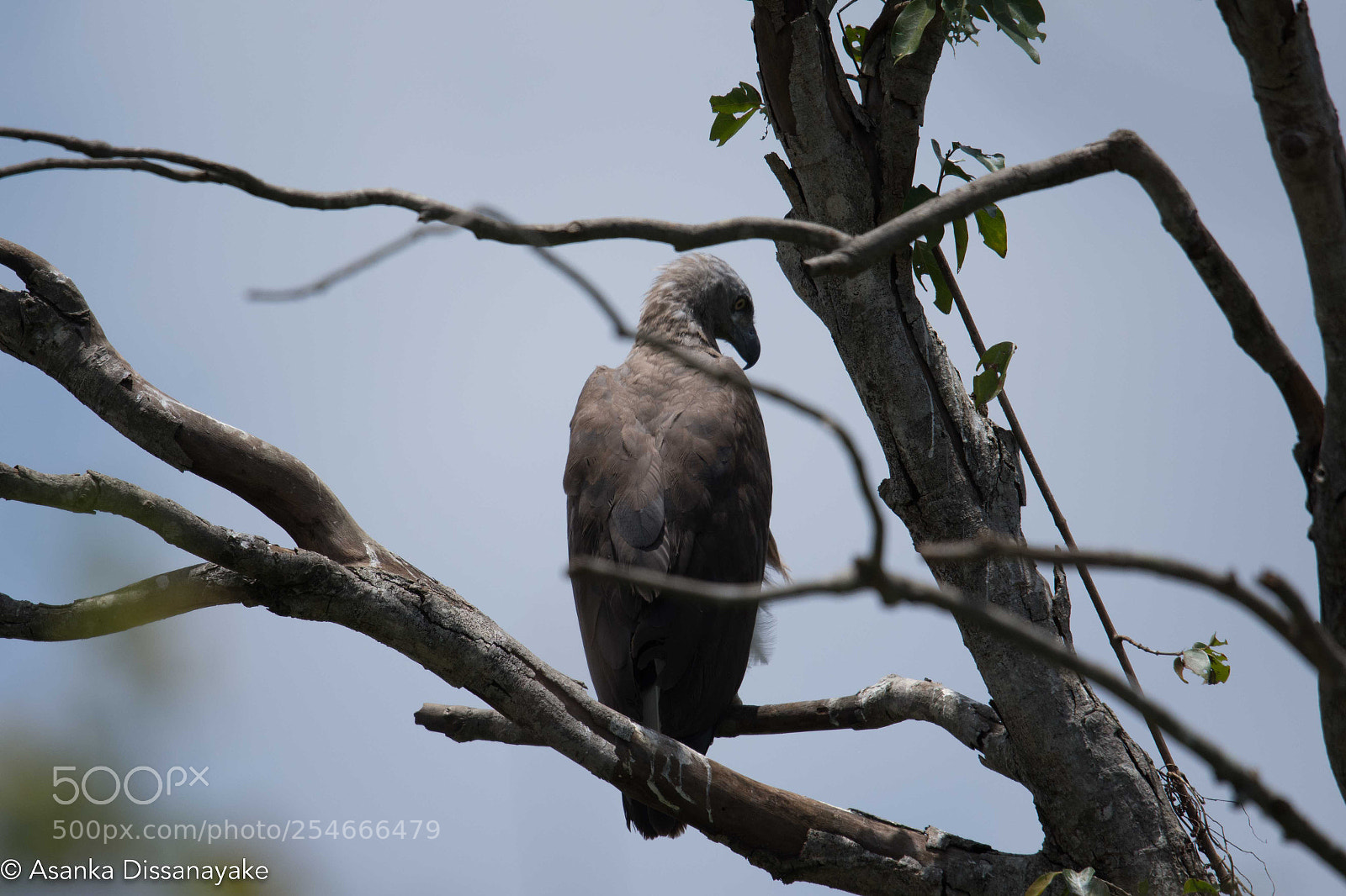Nikon D7200 sample photo. Grey headed fish eagle photography