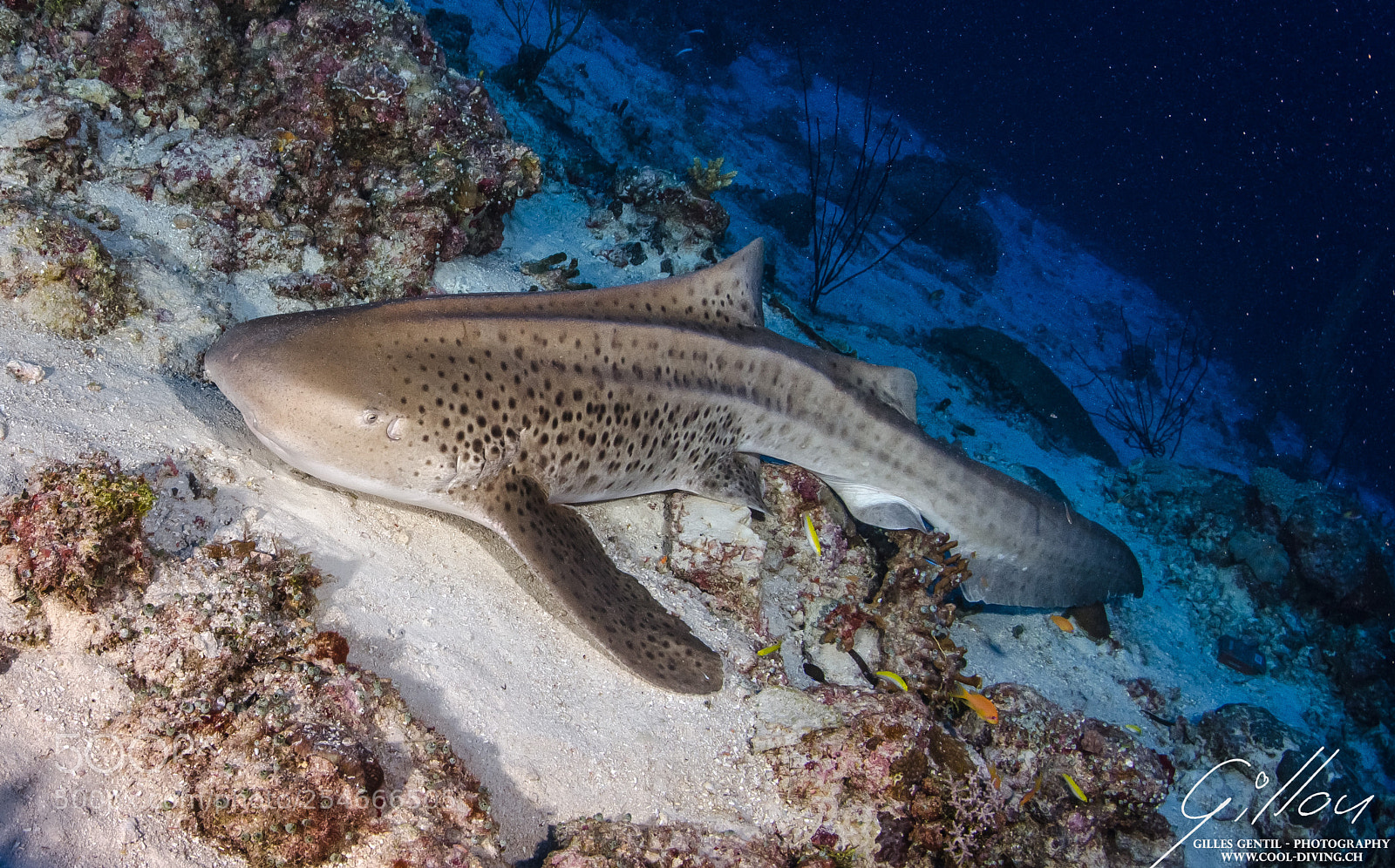 Nikon D7000 sample photo. Requin-léopard (stegostoma fasciatum) photography