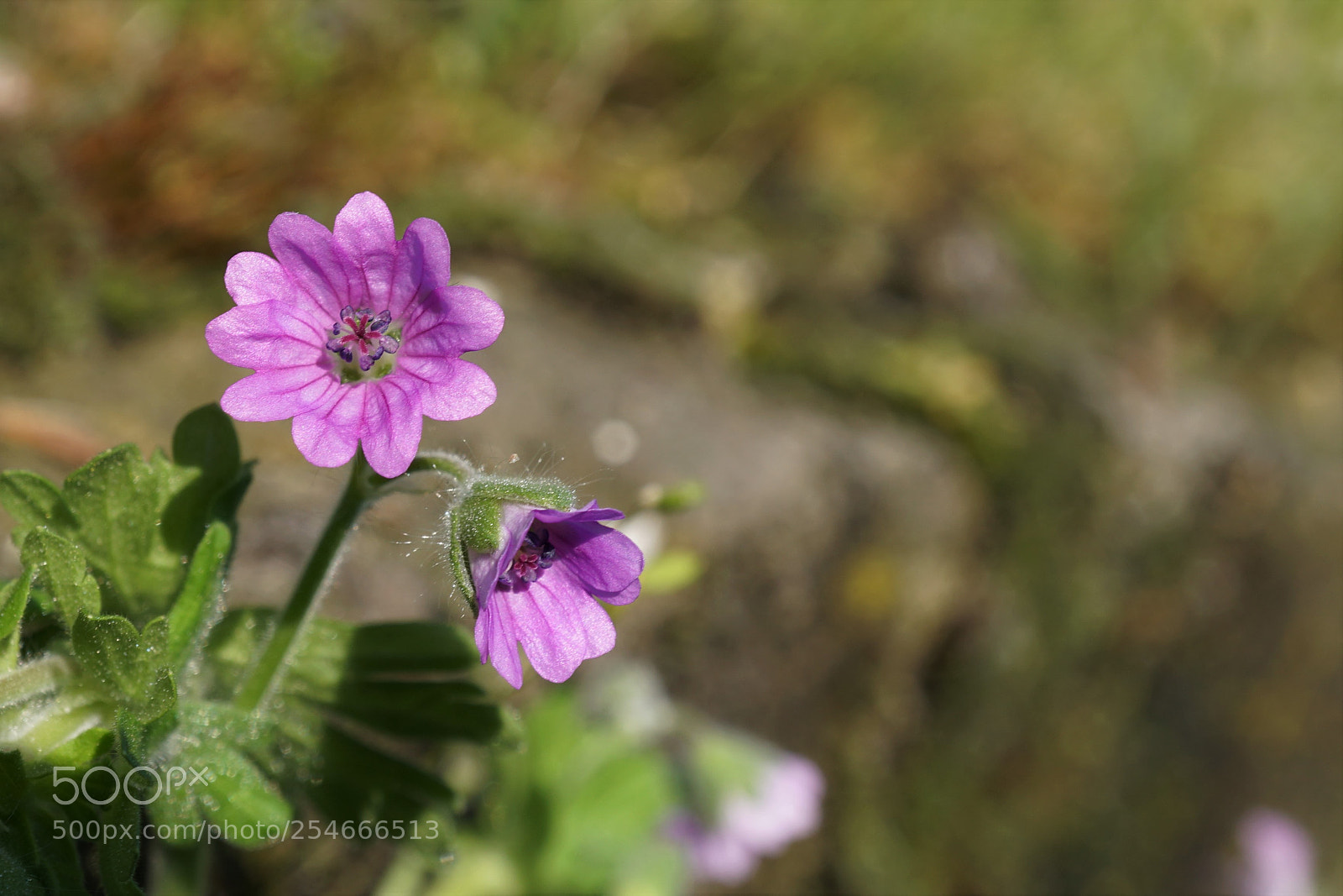 Sony a6500 sample photo. Geranium molle photography