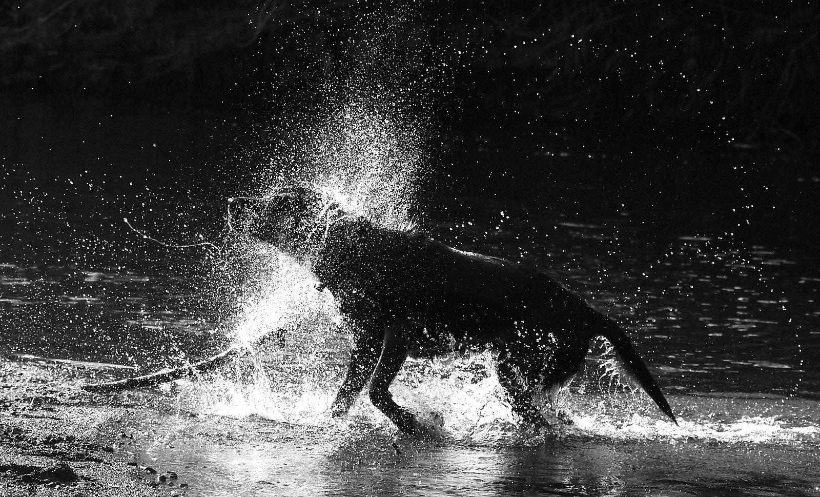 Pentax K-3 + Sigma 70-300mm F4-5.6 Macro sample photo. Wet dog photography