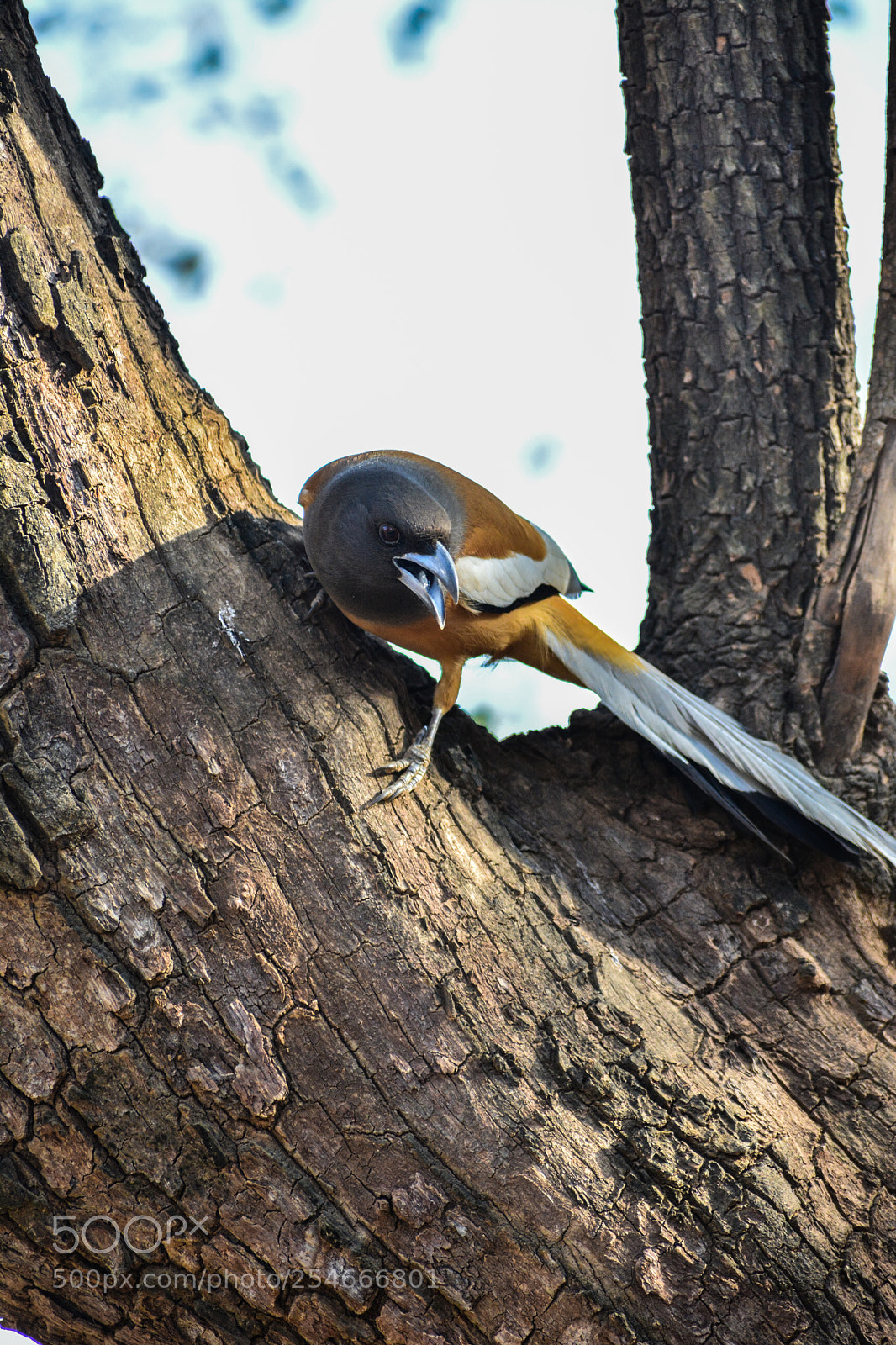 Nikon D5200 sample photo. Rufous treepie photography