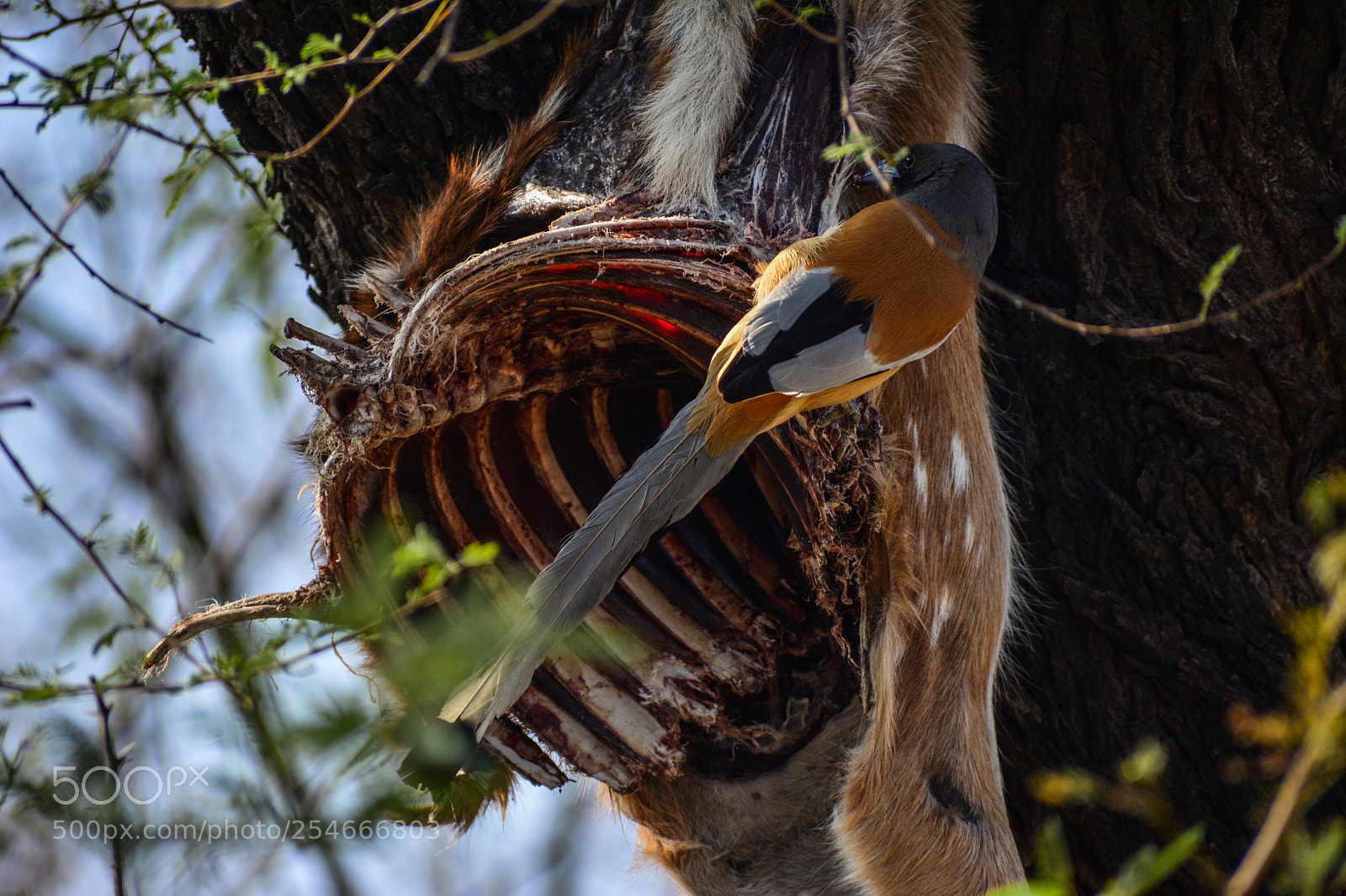 Nikon D5200 sample photo. Rufous treepie photography