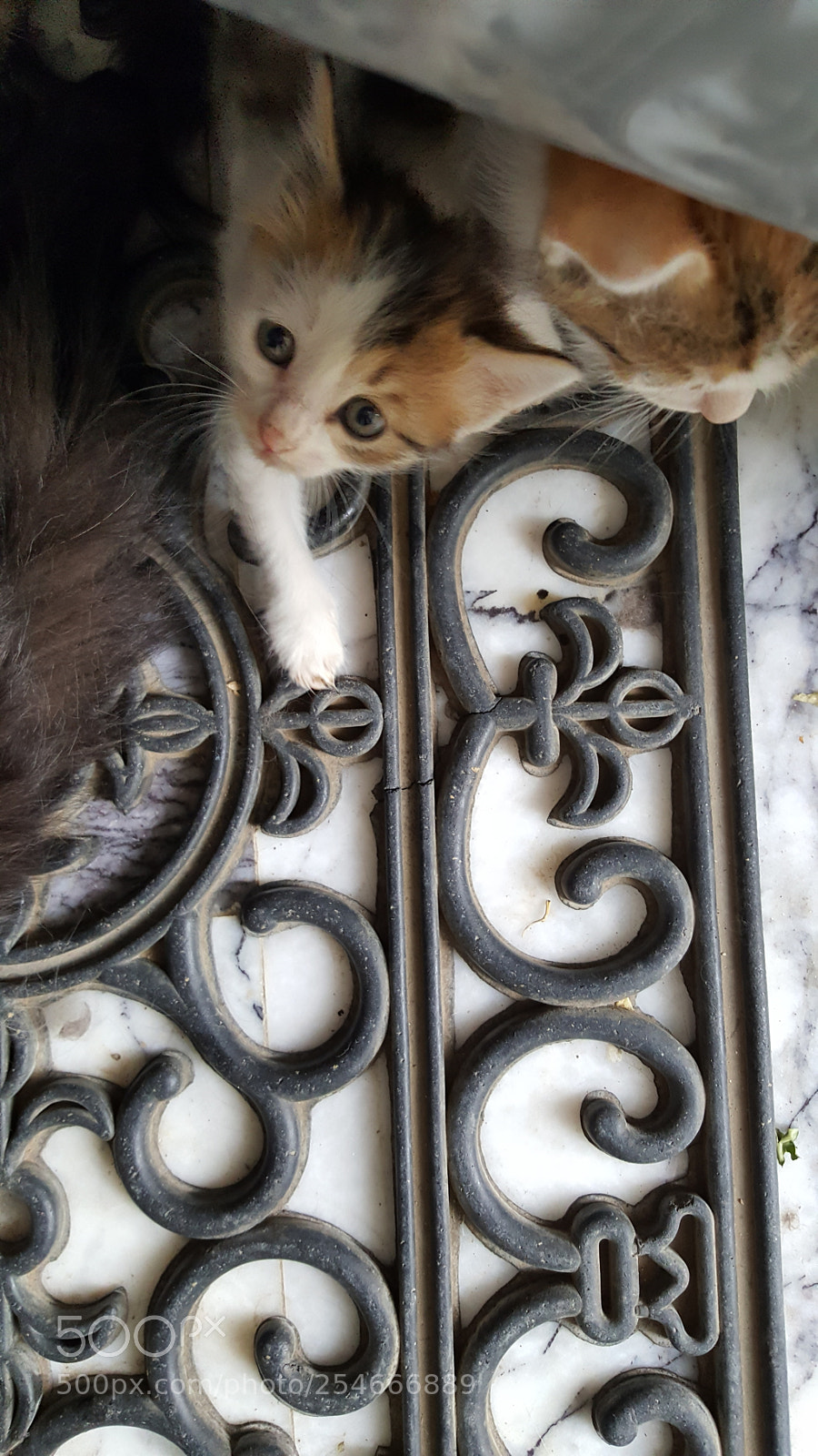 Samsung GALAXY S6 edge sample photo. Hello photography