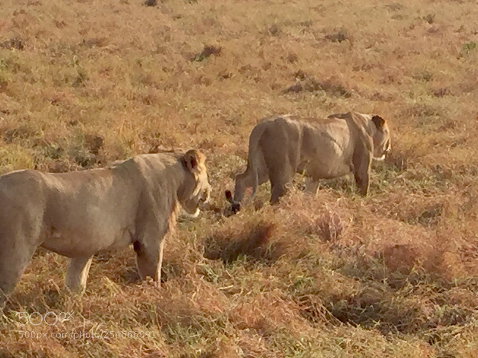 Apple iPhone 6 sample photo. Lions at maasai mara  photography