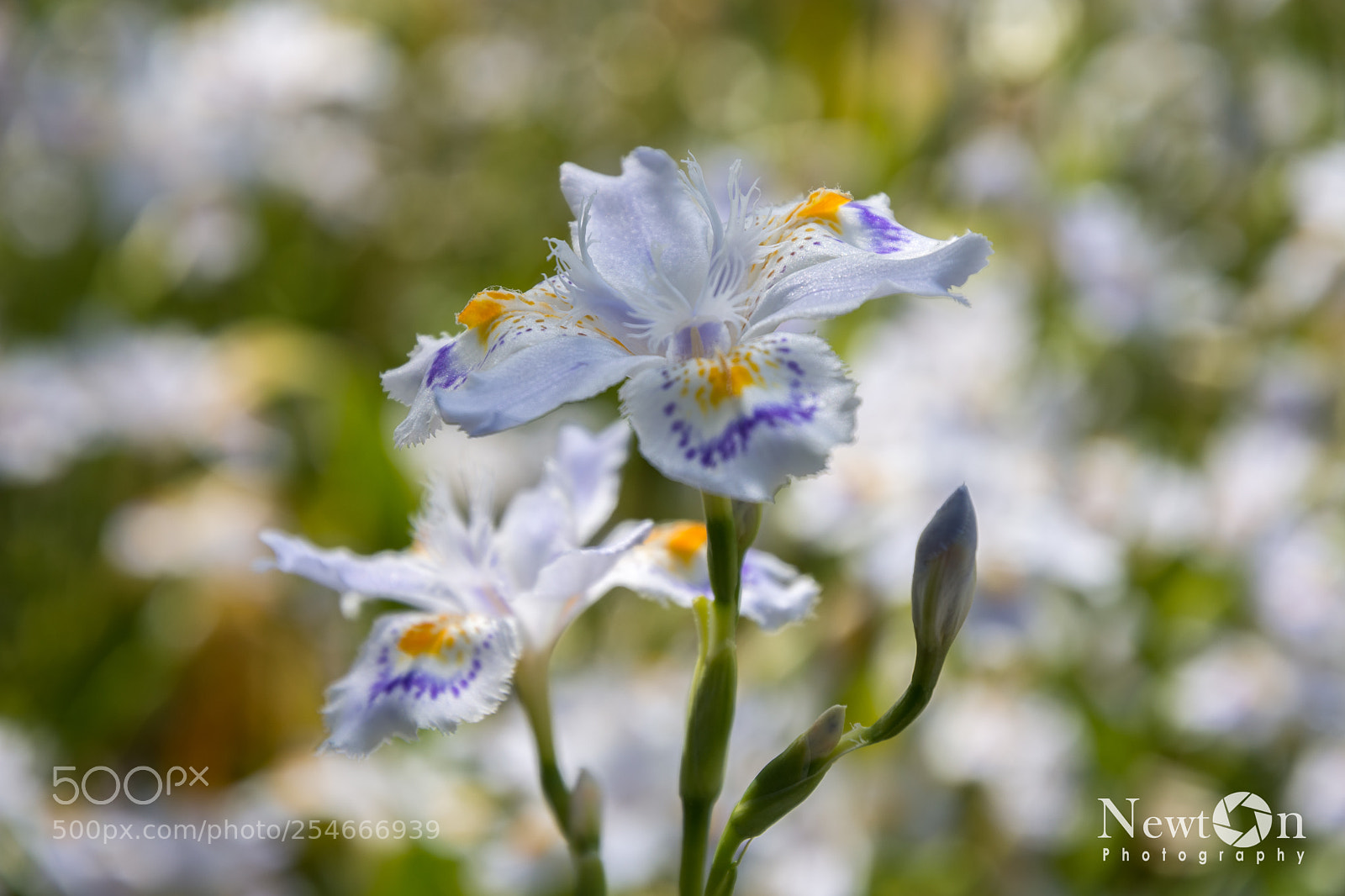 Nikon D7200 sample photo. Flowers photography