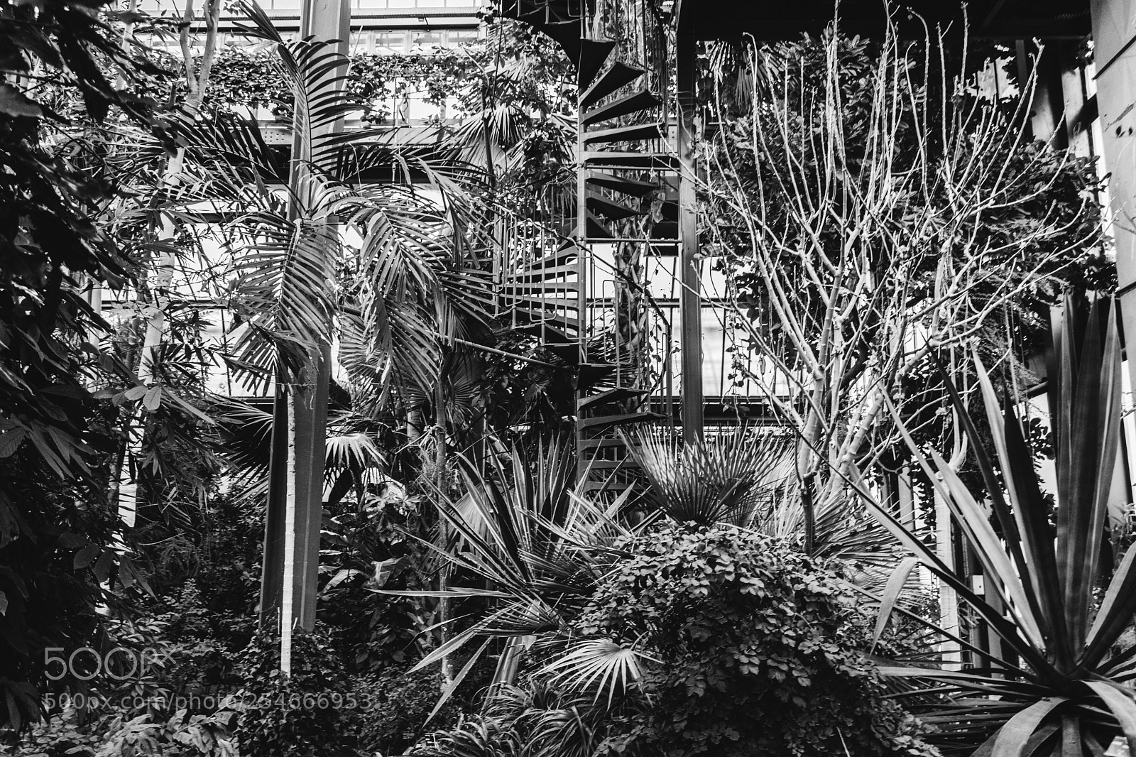 Nikon D3300 sample photo. Into the jungle photography