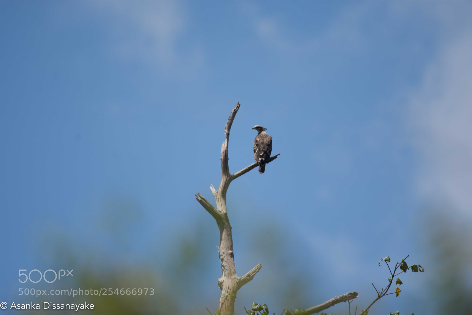 Nikon D7200 sample photo. Juvenile crested serpent eagle photography
