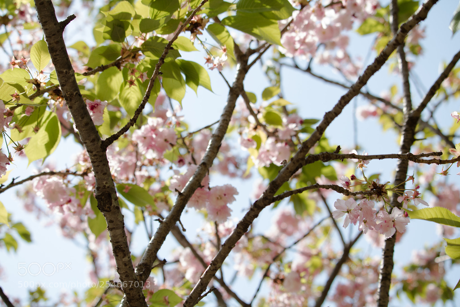 Canon EOS 750D (EOS Rebel T6i / EOS Kiss X8i) sample photo. Cherry blossoms photography