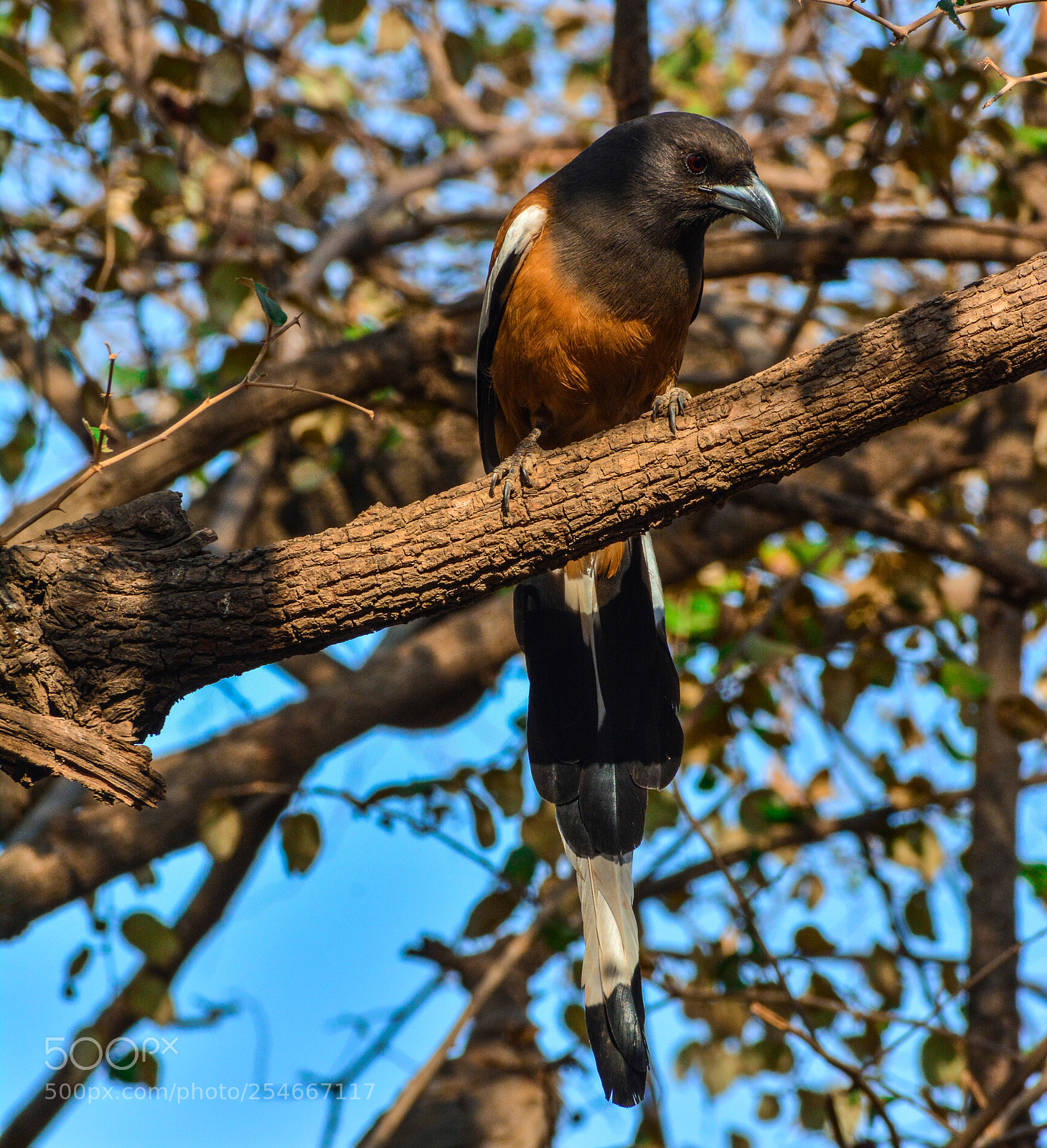 Nikon D5200 sample photo. Rufous treepie photography