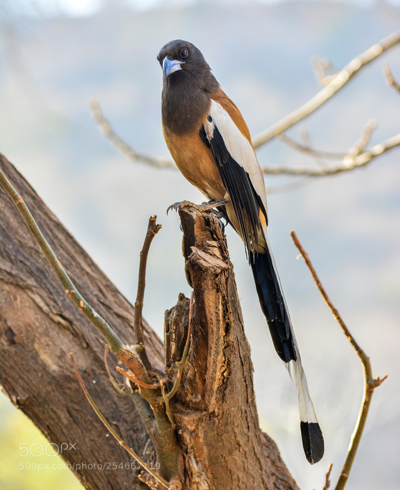 Nikon D5200 sample photo. Rufous treepie photography