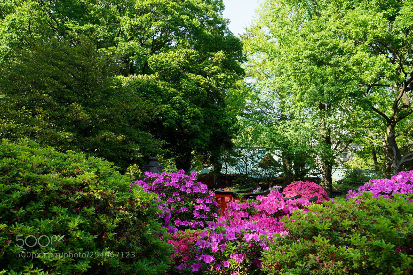 Sony a7 III sample photo. Azalea photography