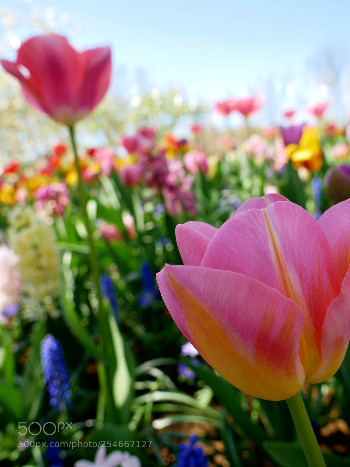 Panasonic Lumix DMC-G85 (Lumix DMC-G80) sample photo. Tulips from holland photography