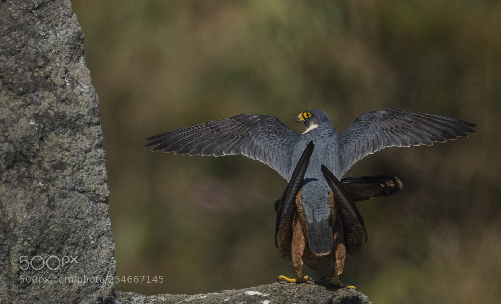 Nikon D850 sample photo. Shaheen falcon photography