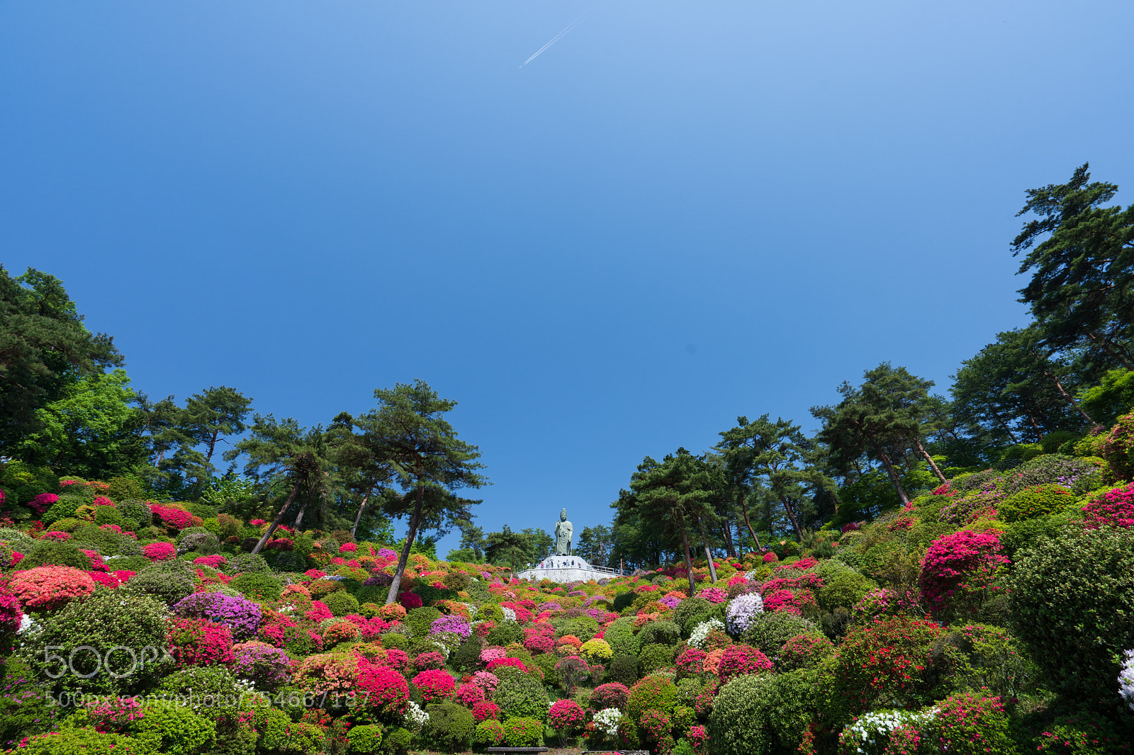 Sony a7 III sample photo. Azalea photography